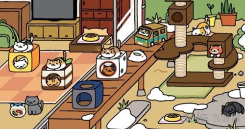 猫咪后院图片