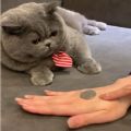 猫爪盖硬币表情包gif动态图